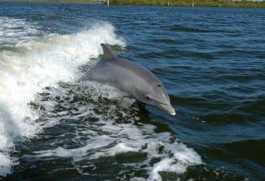 India dolphin population survey