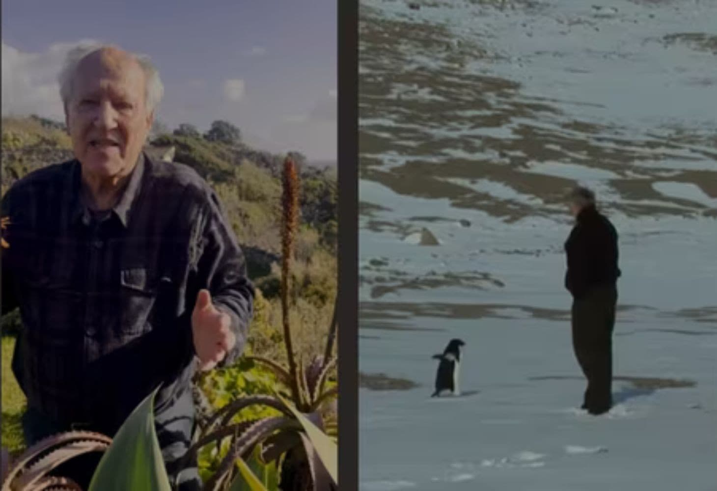 lonely penguin meme origin