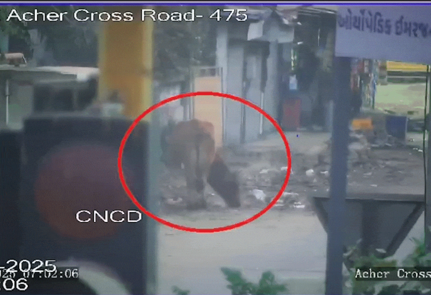 રખડતાં ઢોરના 'નાક' સ્કેન કરીને માલિકની ધરપકડ