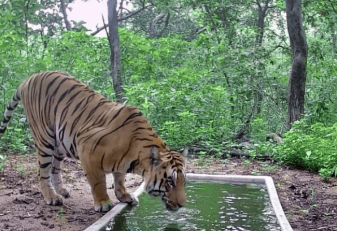 ગુજરાતમાં વાધણ માટે વાધે ઓળંગ્યા સીમાડા