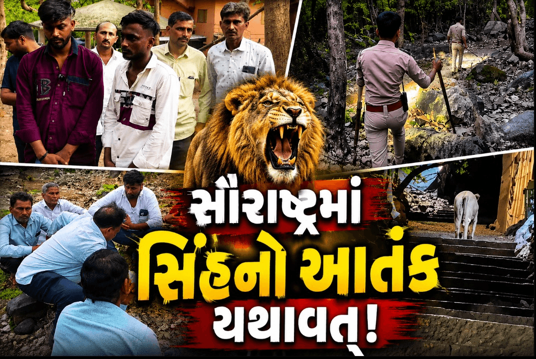 ગિરનારમાં સિંહનો જીવલેણ હુમલો! ગિરનારમાં સિંહનો જીવલેણ હુમલો!