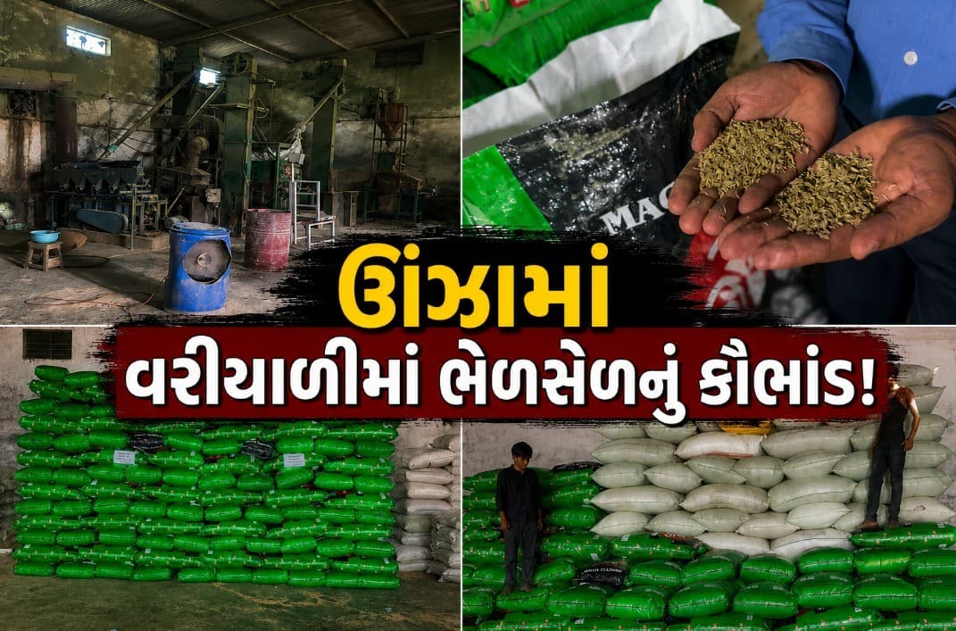 ઊંઝા-ઉનાવામાં ભેળસેળવાળી વરિયાળીનો મોટો જથ્થો જપ્ત ઊંઝા-ઉનાવામાં ભેળસેળવાળી વરિયાળીનો મોટો જથ્થો જપ્ત