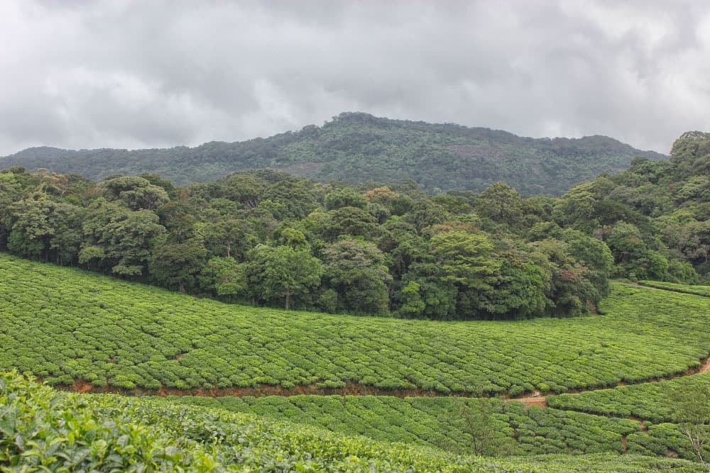Dense forest cover in Central India Dense forest cover in Central India