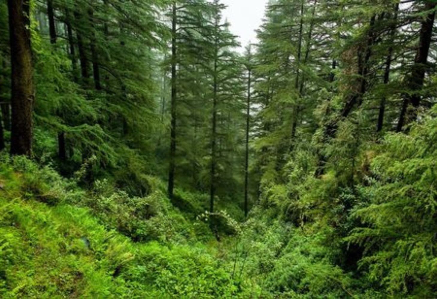 Gujarat forest diversion data Gujarat forest diversion data