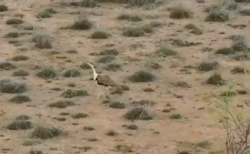 કચ્છમાં એક દાયકા બાદ ઘોરાડનાં બચ્ચાનો જન્મ