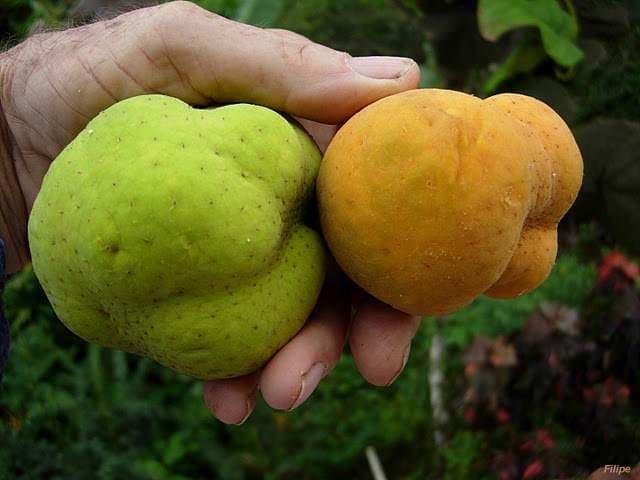 क्या आपने कभी 'बड़हल' खाया हैं? क्या आपने कभी 'बड़हल' खाया हैं?